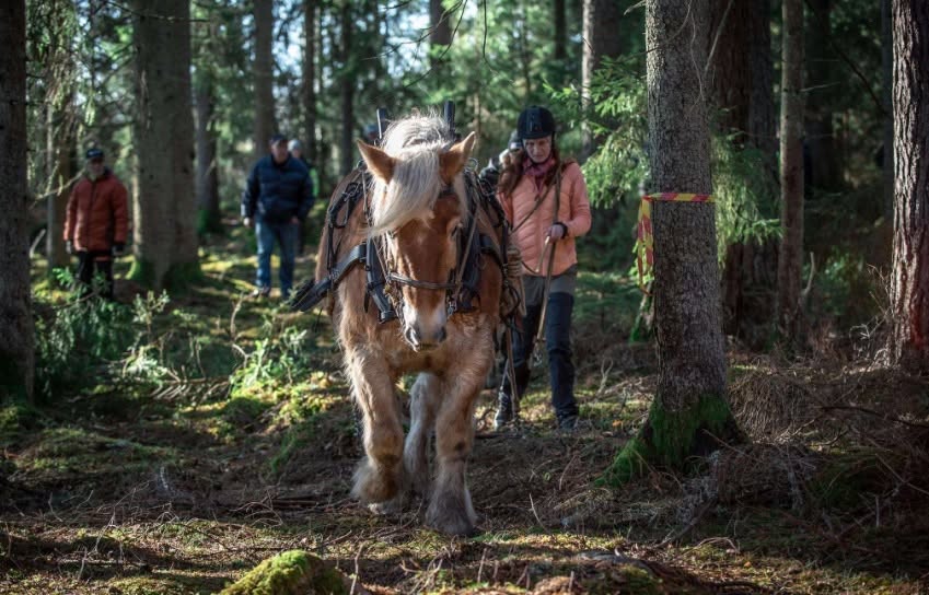 Rask Gård, Häst & Skog omslagsbild