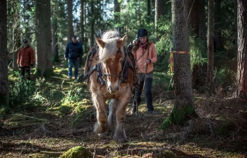Rask Gård, Häst & Skog omslagsbild